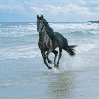 Black Andalusian Horse Running on the Beach