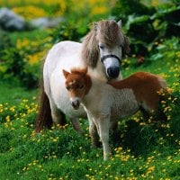 Shetland Pony with Foal [Horses]