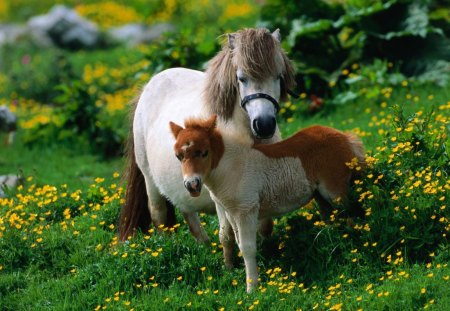 Shetland Pony with Foal [Horses] - horses