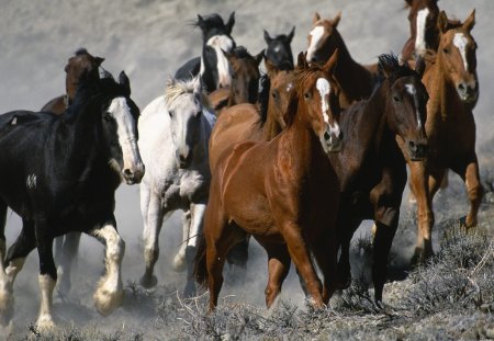 Horse Stampede! - horses, wild horses, horse, stampede, wild mustangs, wild horses running, mustangs, horses runing