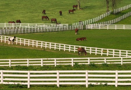 Thoroughbred Horses Grazing - Lexington, Kentucky - grazing, white fences, thoroughbred, horses, fences, race horses, fields, farmland