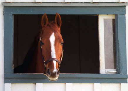 Thoroughbred Race Horse - Lexington, Kentucky - thoroughbred, horse head, horses, lexington kentucky, lexington, window, horse, race horse, kentucky, head