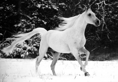 White Stallion - beauty horse, white stallion, snow