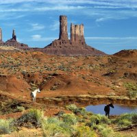 Wild Horses at the Watering Hole - Monument Valley