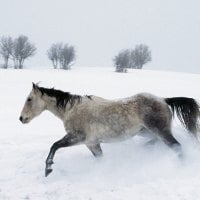 Winter Snow Run [Horse]