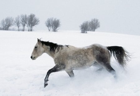 Winter Snow Run [Horse] - wild horse, winter, snow run, gray horse, snow, running in the snow, horse