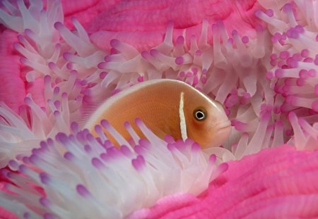 Untitled Wallpaper - tropical fish, preety