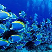 Powder Blue Tangs