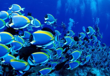 Powder Blue Tangs - fish, powder blue tangs, ocean