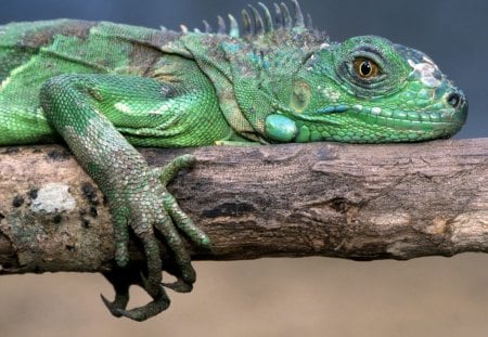 Untitled Wallpaper - green iguana, reptiles