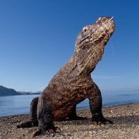 Komodo Dragon - Indonesia