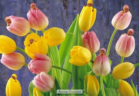 Tulip Babies - tulips, babies, flowers, photo