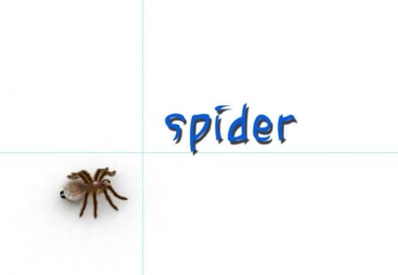 The Spider - spider, web, insect, arachnid