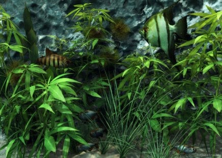 High Resolution Image - image, resolution, high, plants, underwater