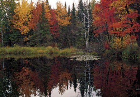 Autumn Days In Queensland  - autumn, queensland