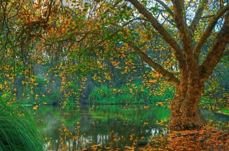 	autumn - leaves, autumn