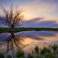 The Guardian Tree