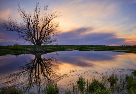 The Guardian Tree - river, singel tree, hdr, sundrise, guardian tree