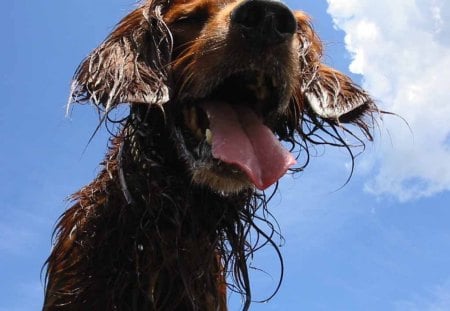 Wet Dog at Summer - wet dog, labrador, brown dog, dog