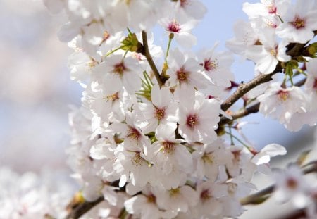 Flower - lilly, flower, nature, tree