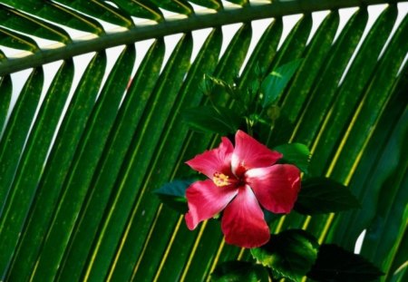 malaysia national flower - beautiful red, attached with palm leaves