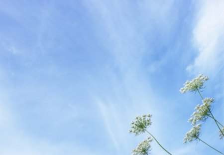 fluffy flowers and sky - awesome, lovely