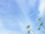 fluffy flowers and sky