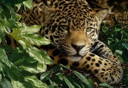 Leopard In Waiting - art, leopard, jungle, green leaves