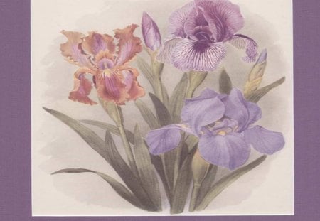 Pretty Iris - flowers, irises, frame, art