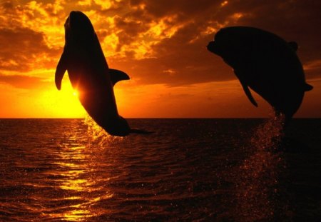 oceanic Dolphins - golden sky, dolphins jumping, brilliant mammal, sunset, ocean, brainy species