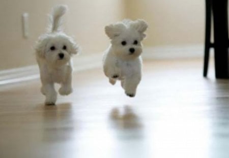 CUTE PUPPIES - adorable, lovable, running, duo, puppies