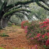 Red flowers and willow trees