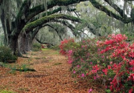 Red flowers and willow trees - flowers, trees