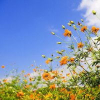 Yellow flowers