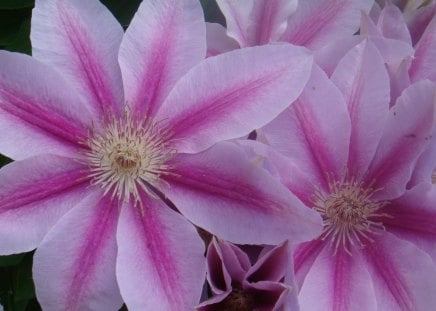 flowers - close up, color, flower, spring