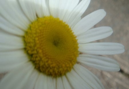 Daisy 2 - close up, color, flower, spring