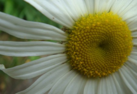 Daisy 3 - close up, color, flower, spring