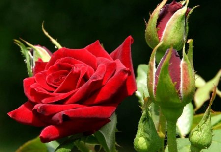 Red rose - flowers, roses