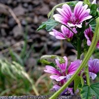 Pink flowers