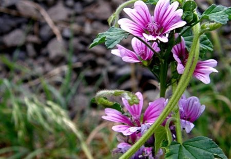 Pink flowers - flowers, pink