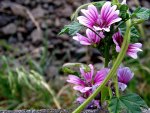 Pink flowers