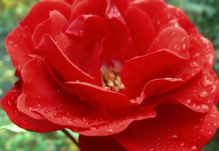 Red rose - flower, nature, rose