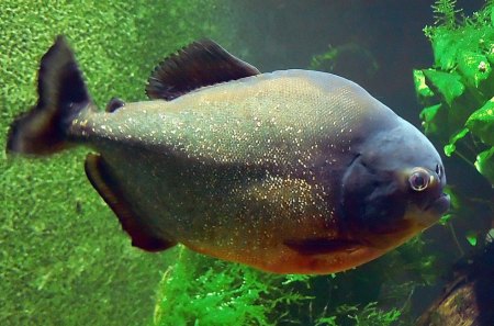 Piranha - in tank, killer fish