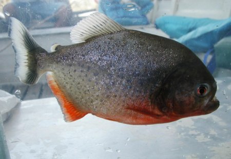 red belly piranha - take a look, razor teeth