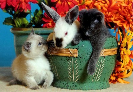 Cute animals - play, photo, leaves, flowers, fluffy, kitten, look, friends, nice, pot, rabbit, game, beautiful, photography, lovely, bunny, sweet, playing, cat, fall, basket, black, white, buddies, picture, autumn, cute, adorable, foliage, animals, kitty