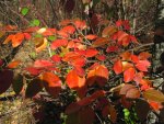 Red Leaves