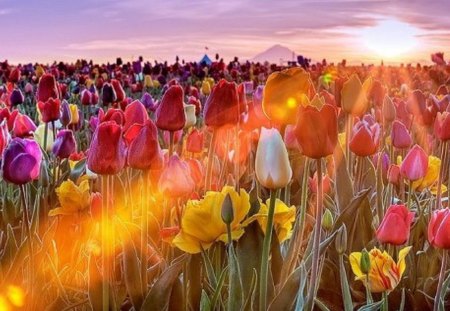 Tulip Sunrise - nature, yellow, tulips, pinks, colors, flowers, reds, sunrise