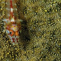 Triple Fin Fish Resting on Hard Coral