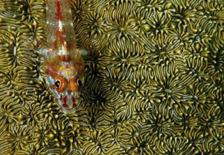 Triple Fin Fish Resting on Hard Coral - sea, coral, fish, animals