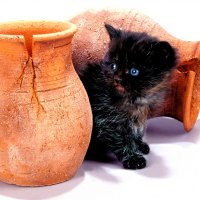 HALLOWEEN KITTY